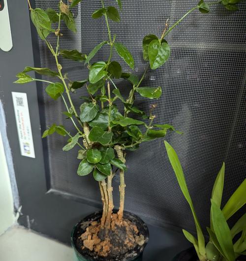 栀子花盆景制作的步骤是什么？