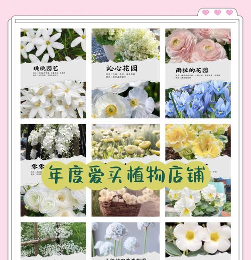 新品种草花有哪些？如何种植？