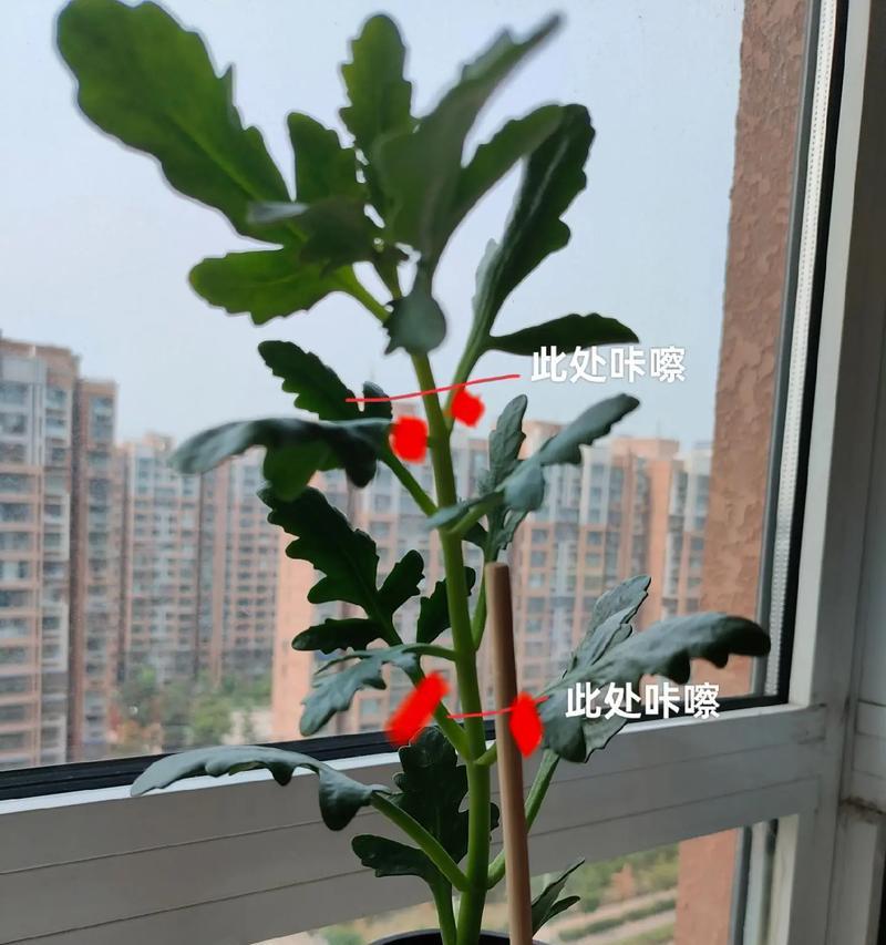 长寿花嫁接的步骤和技巧是什么？