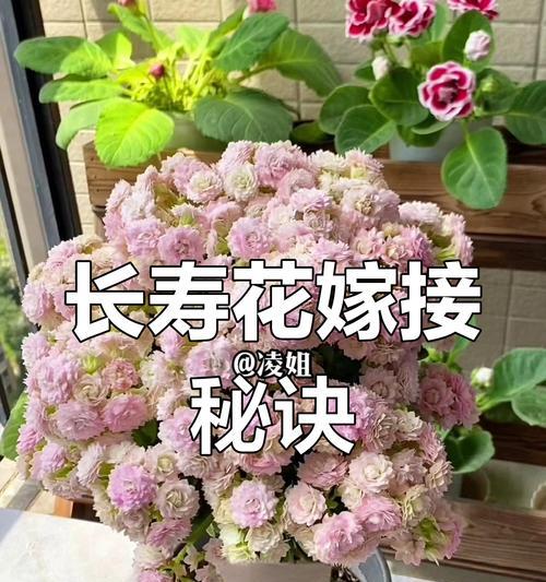 长寿花嫁接的步骤和技巧是什么？