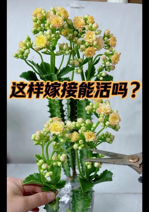 长寿花嫁接的步骤和技巧是什么？