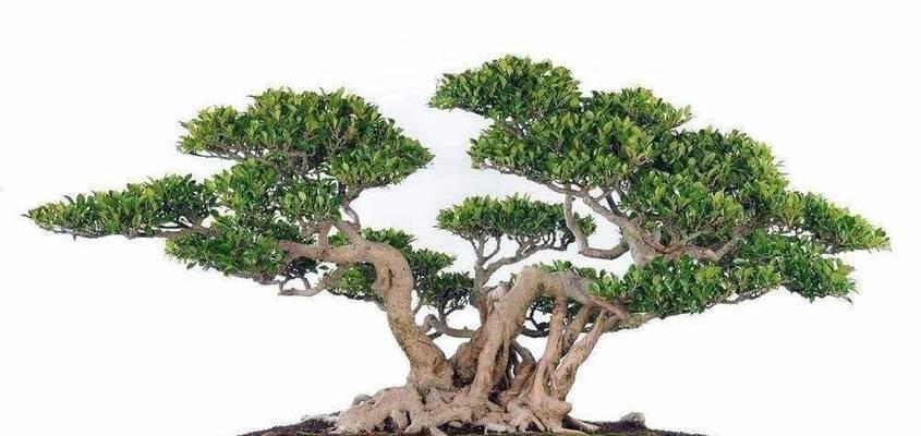 盆景榕树的养护要点有哪些？怎样才能养出健康榕树？