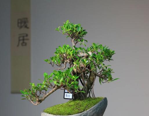 盆景榕树的养护要点有哪些？怎样才能养出健康榕树？