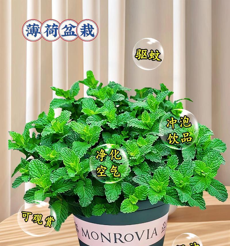 盆栽薄荷繁殖方法有哪些？