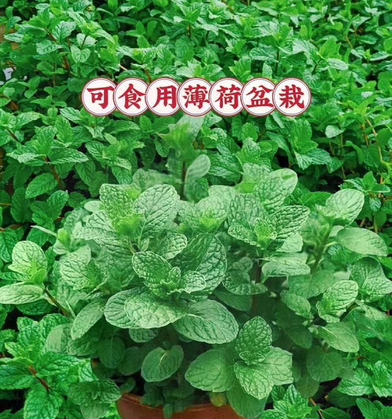 盆栽薄荷繁殖方法有哪些？