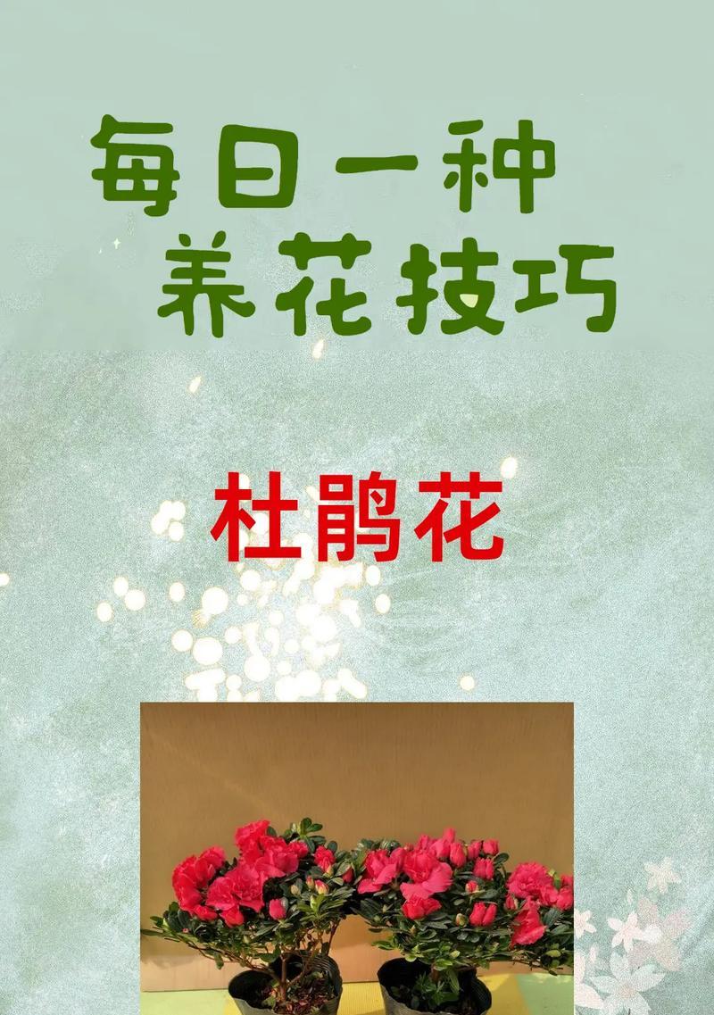 杜鹃花修剪技巧有哪些？杜鹃剪枝的最佳时机是什么时候？