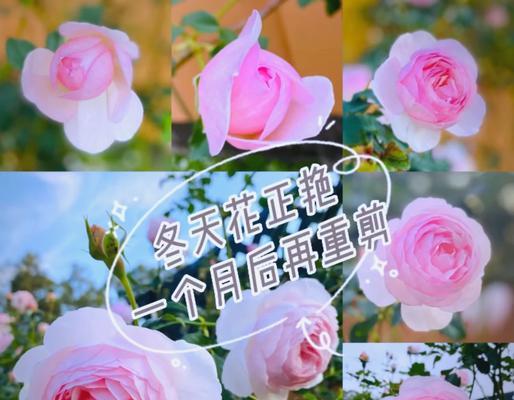 送的花怎么养？如何让花儿长久绽放？