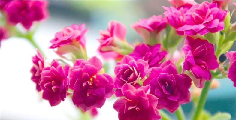 送的花怎么养？如何让花儿长久绽放？
