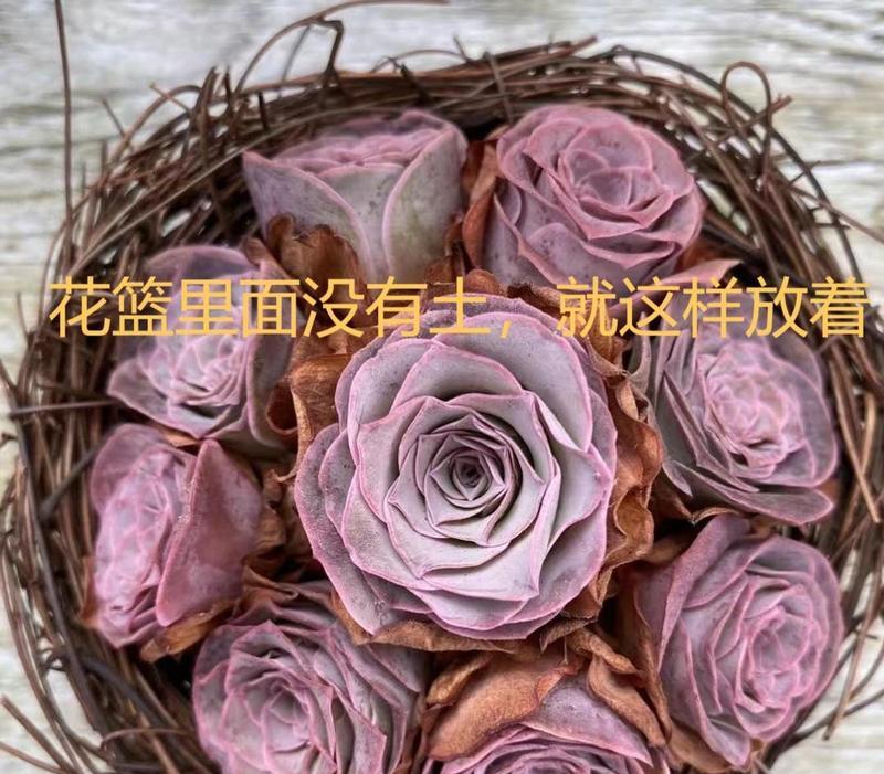 山地玫瑰适合哪种土壤？山地玫瑰的种植和养护技巧是什么？