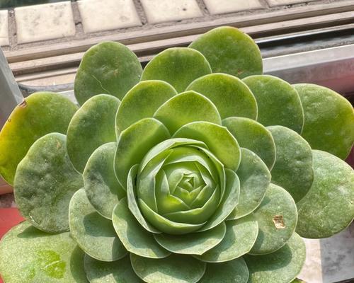 山地玫瑰适合哪种土壤？山地玫瑰的种植和养护技巧是什么？