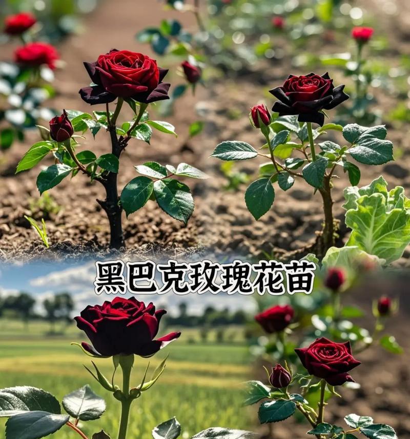 黑玫瑰种植技巧有哪些？