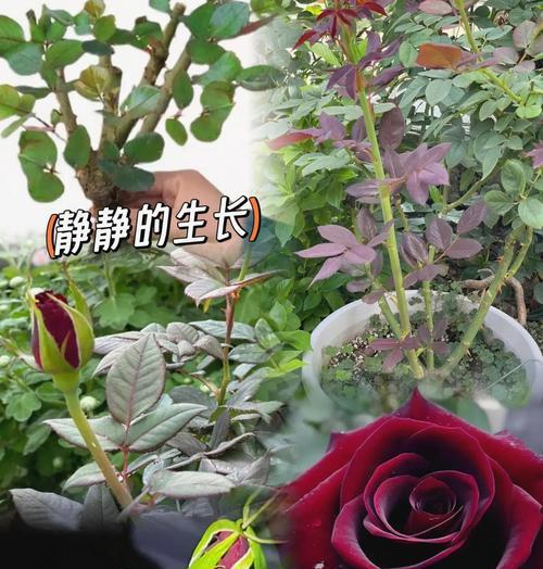 黑玫瑰种植技巧有哪些？