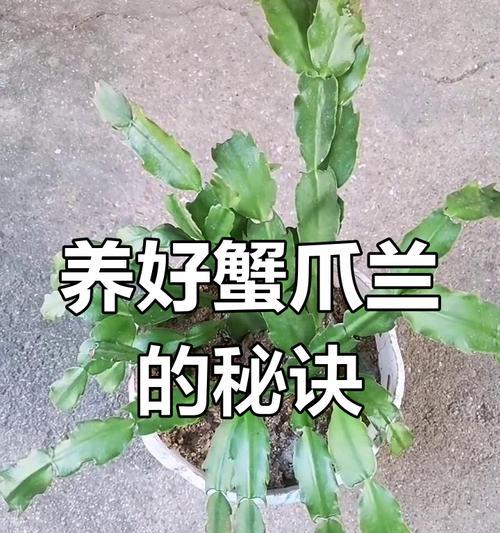 蟹爪兰换盆后怎么养护？蟹爪兰换盆后的正确养护方法？