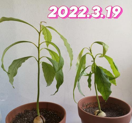 牛油果的籽怎么种？种植步骤是什么？