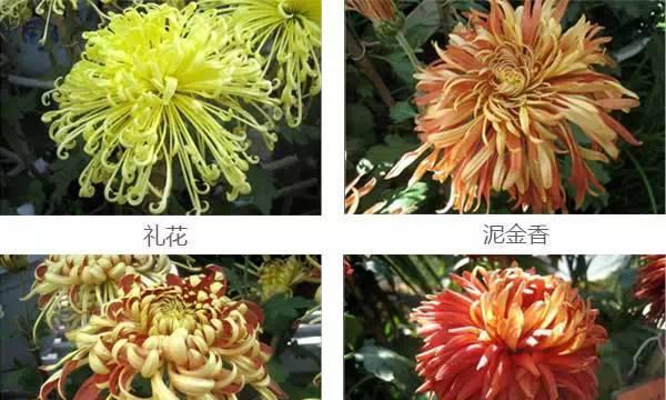 菊花有多少种品种？如何区分和选择？