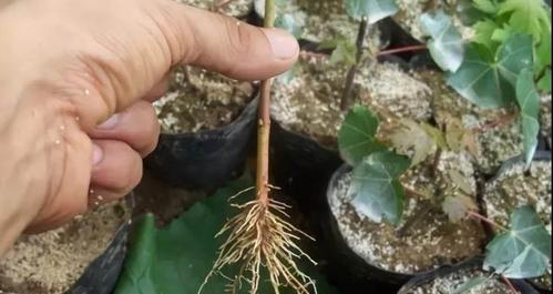藤三七的栽培技术是什么？如何提高成活率？