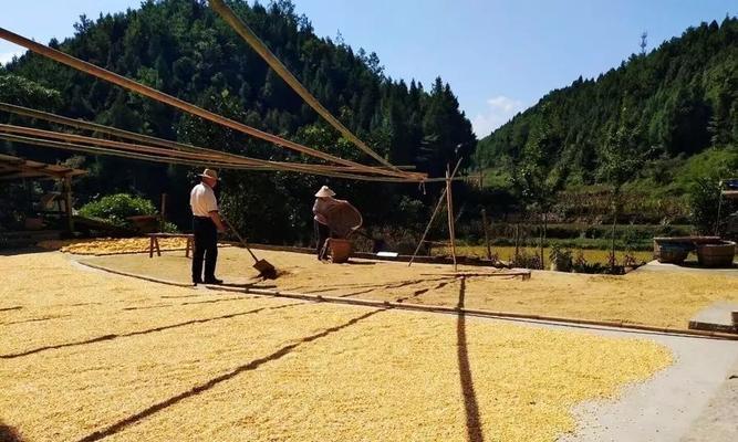 谷子的外观特征是什么？谷子的生长环境有何要求？