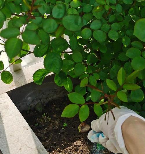 花苗施肥的最佳时机和方法是什么？