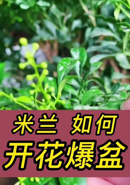 米兰黄叶的处理方法是什么？