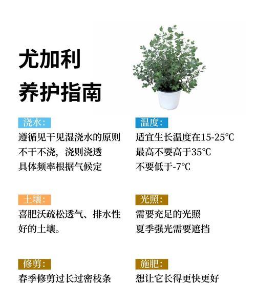 米兰黄叶的处理方法是什么？