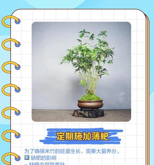 米兰黄叶的处理方法是什么？