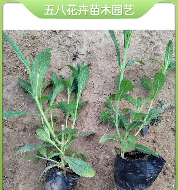 马鞭草的种植方法和常见问题解答？
