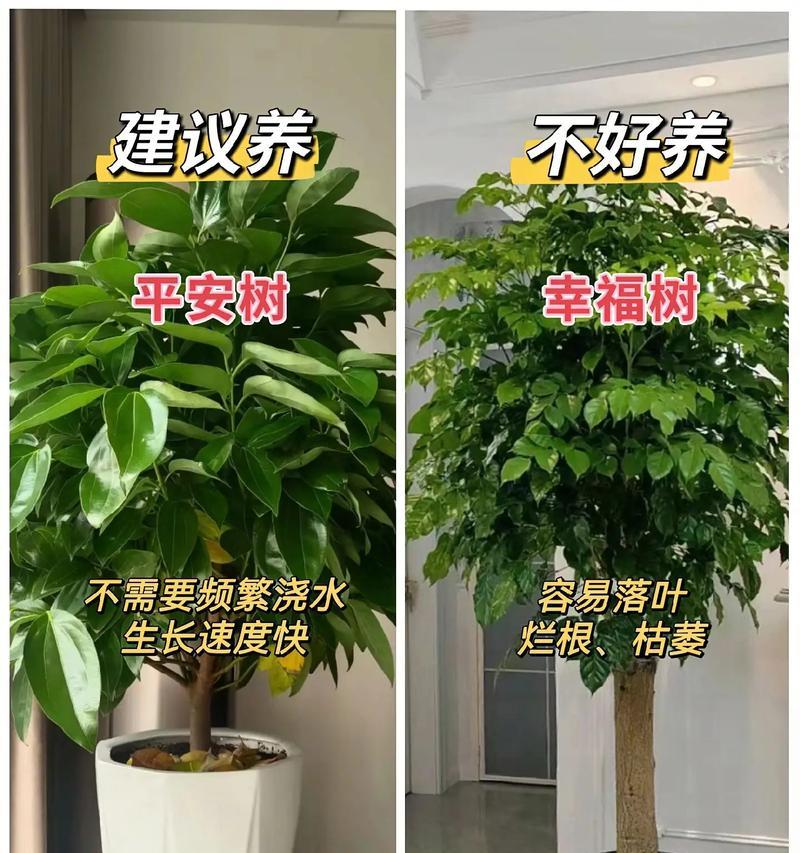 养花有哪些小常识？如何利用这些小常识养好花？