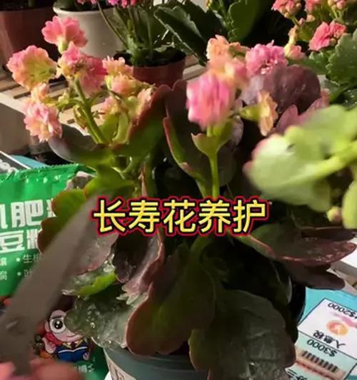 养花有哪些小常识？如何利用这些小常识养好花？