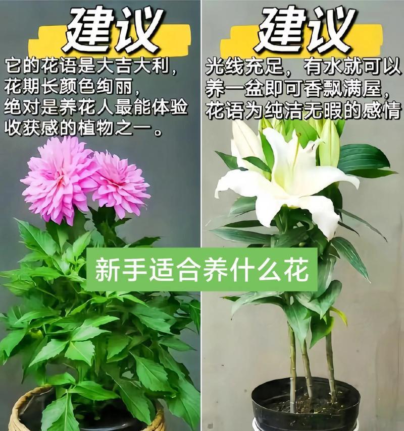 养花有哪些小常识？如何利用这些小常识养好花？