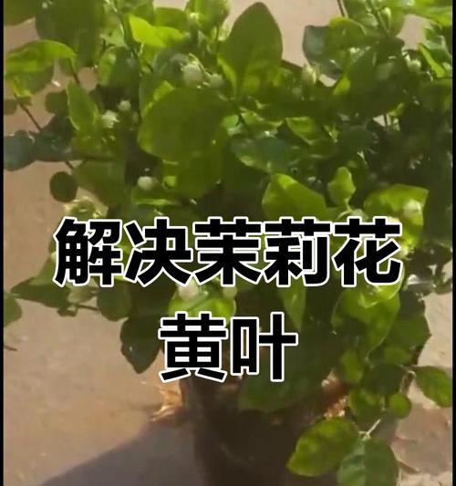茉莉黄叶的处理方法及预防措施是什么？