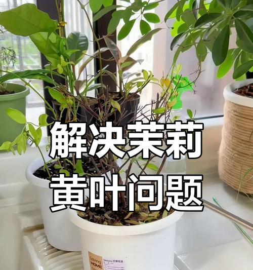 茉莉黄叶的处理方法及预防措施是什么？