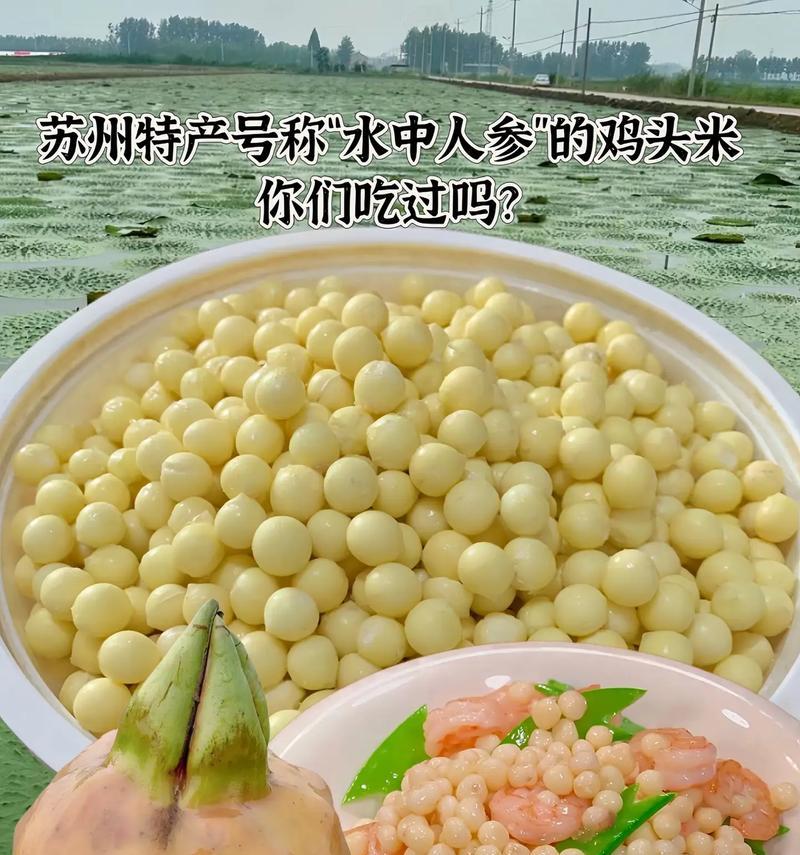 鸡头米的养殖方法是什么？如何成功养殖鸡头米？