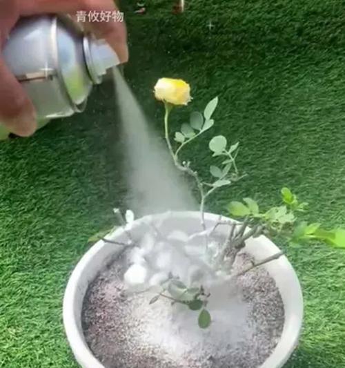 常见的花卉害虫有哪些？如何有效防治这些害虫？