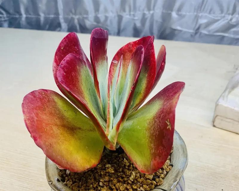 唐印植物叶片养护技巧有哪些？
