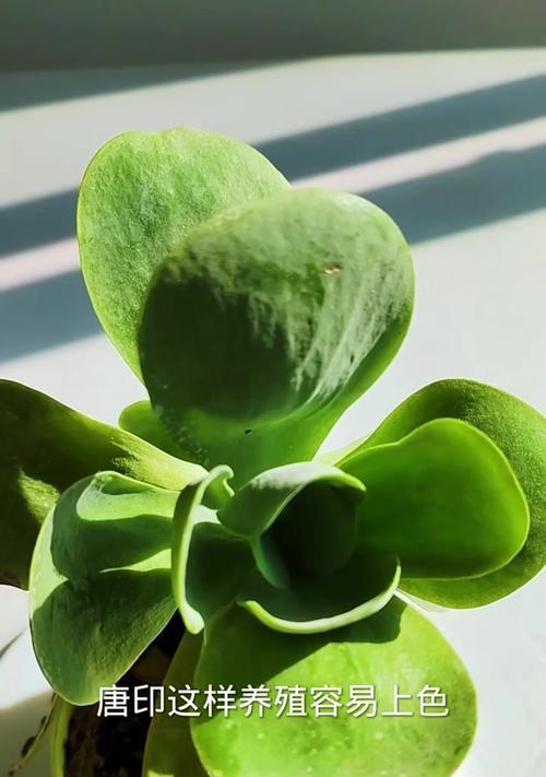 唐印植物叶片养护技巧有哪些？