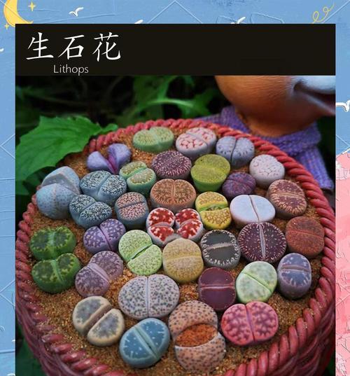 生石花种子的保存技巧有哪些？