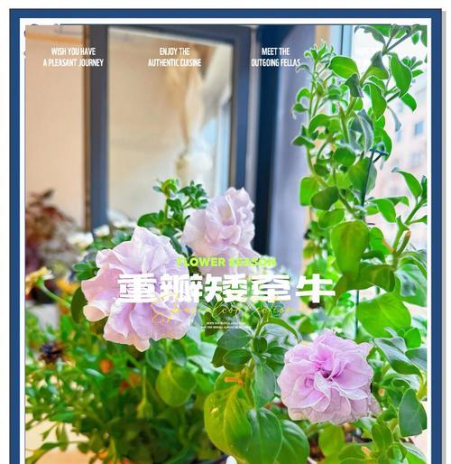 矮牛矮牛如何爆盆？矮牛矮牛爆盆的秘诀是什么？