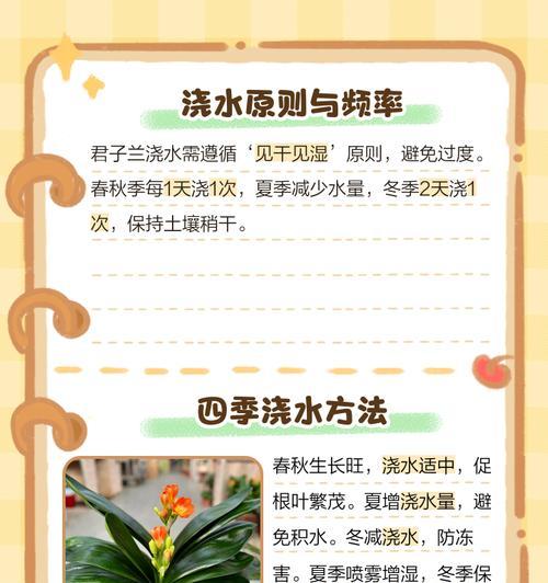 君子兰小苗的浇水频率是多少？