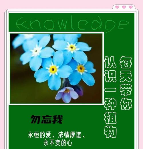 勿忘我花是什么样的？勿忘我的花语和象征意义是什么？