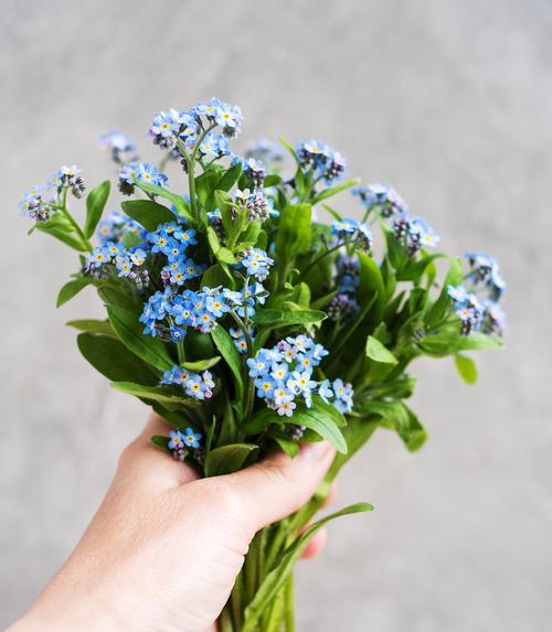勿忘我花是什么样的？勿忘我的花语和象征意义是什么？