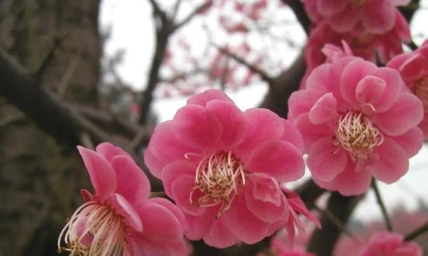 梅花有哪些品种？如何选择和养护梅花？