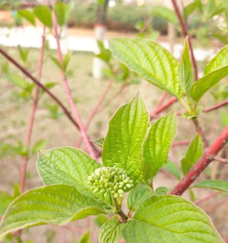 灌木植物有哪些？灌木的种植和修剪技巧是什么？