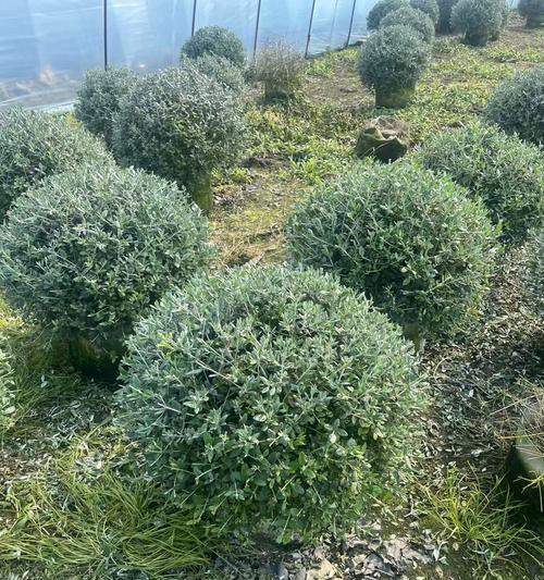 灌木植物有哪些？灌木的种植和修剪技巧是什么？
