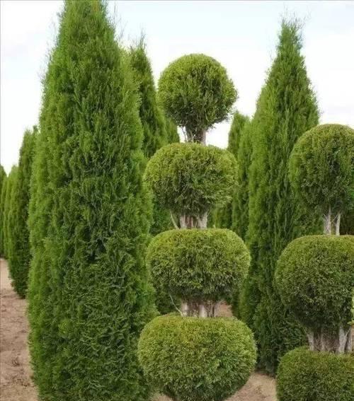 灌木植物有哪些？灌木的种植和修剪技巧是什么？