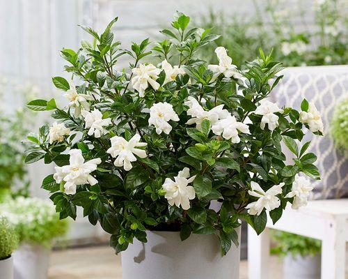 栀子花属于哪一类本植物？