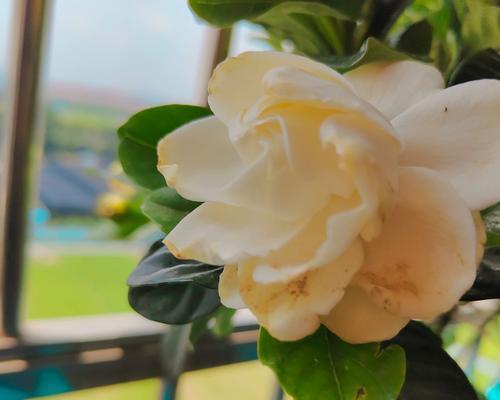 栀子花属于哪一类本植物？