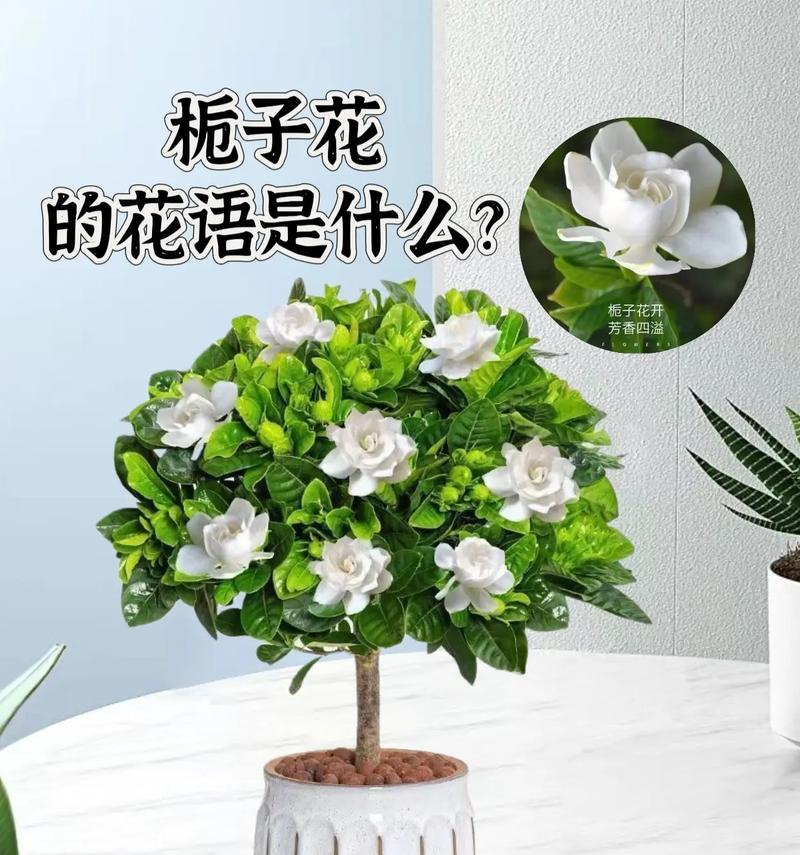 栀子花属于哪一类本植物？