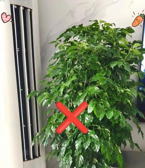 怎样才能避免花卉死亡？