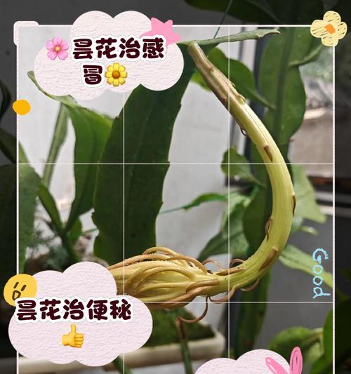 昙花的养殖技巧是什么？