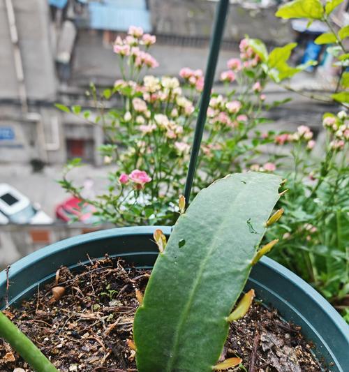 昙花的养殖技巧是什么？